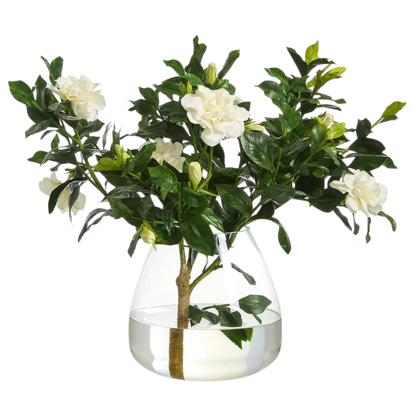 Gardenia in Glass Vase Cream with lush ivory-white blooms, glossy green foliage and natural-looking stems arranged in a clear glass vase.
