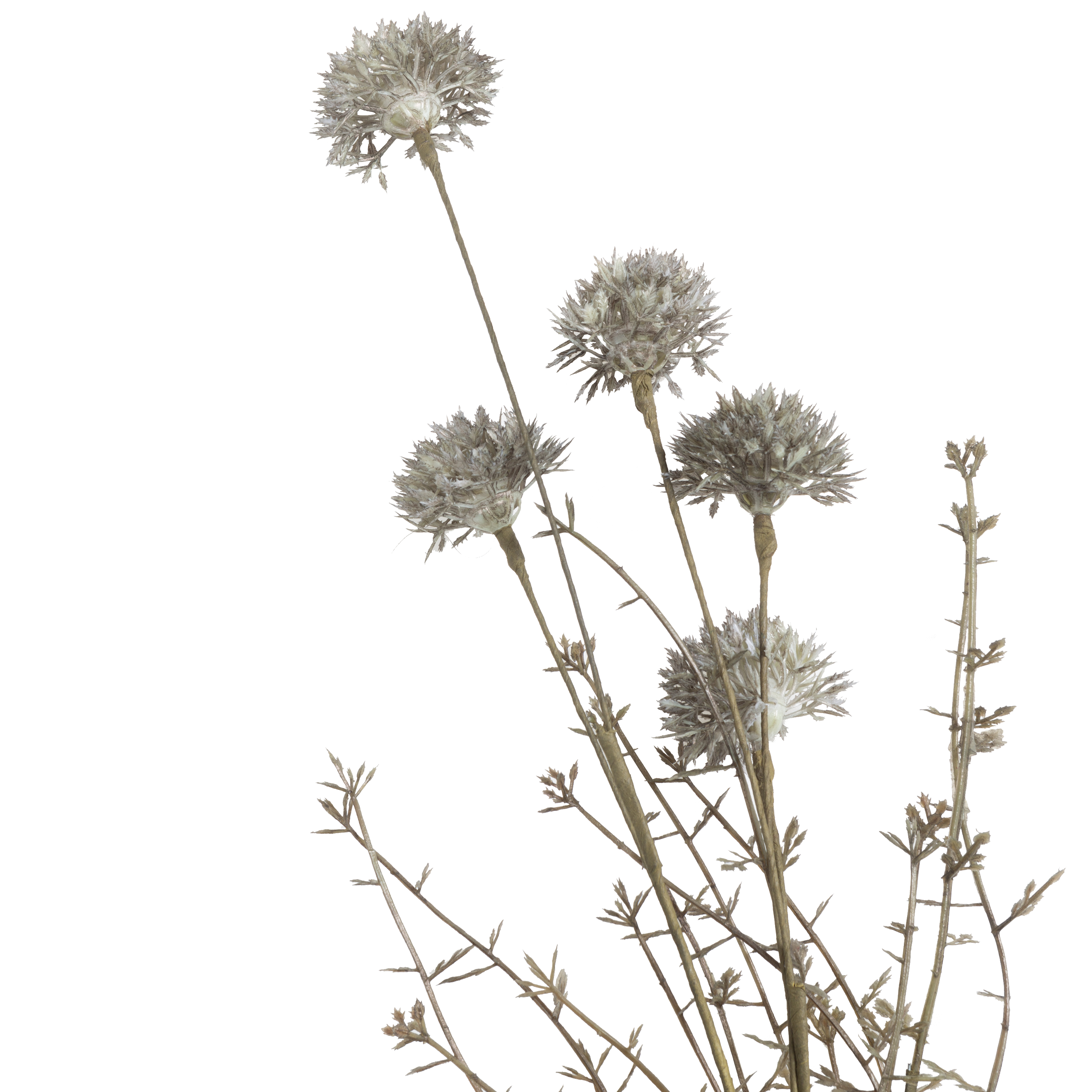 Melaleuca Stem