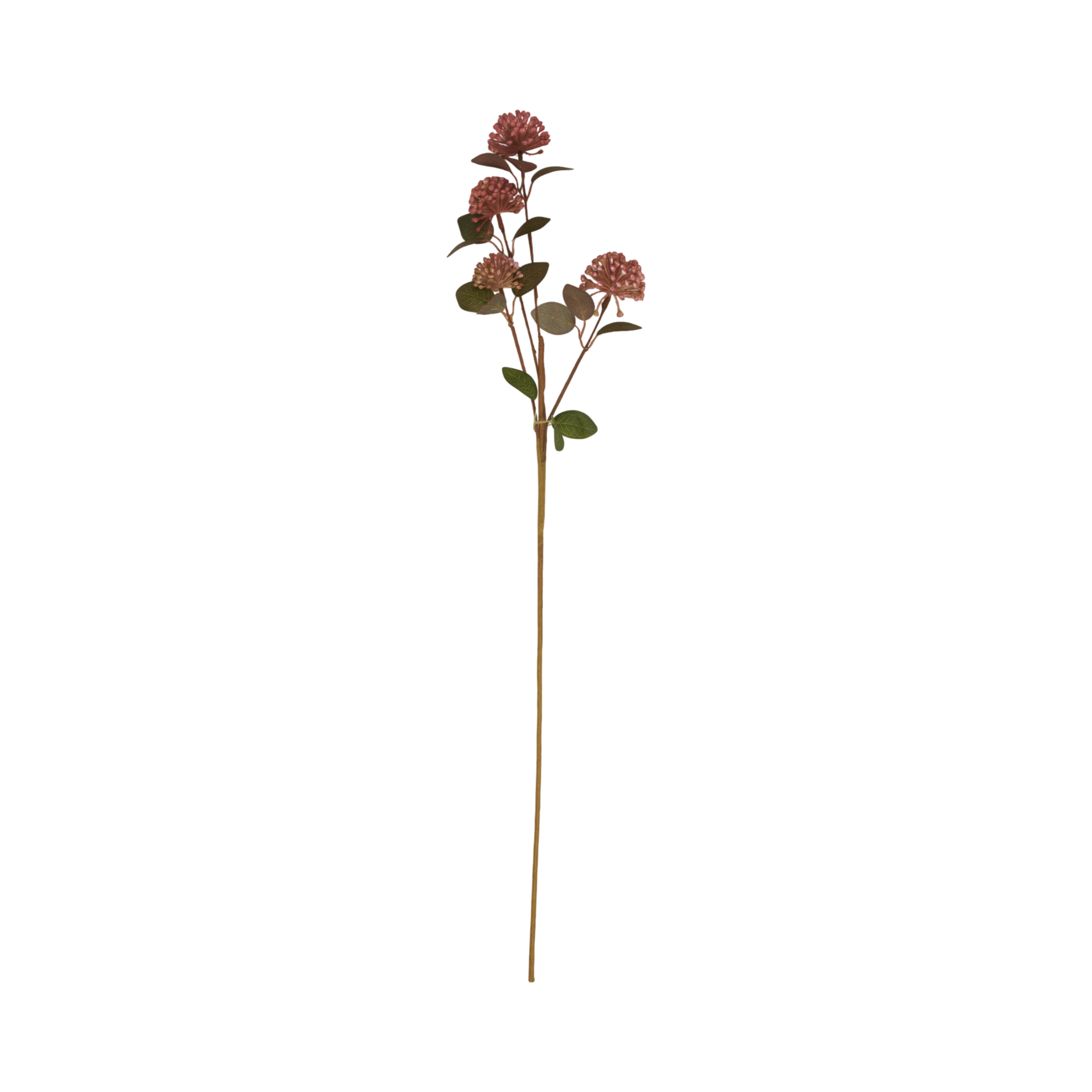 Eucalyptus Berry Stem