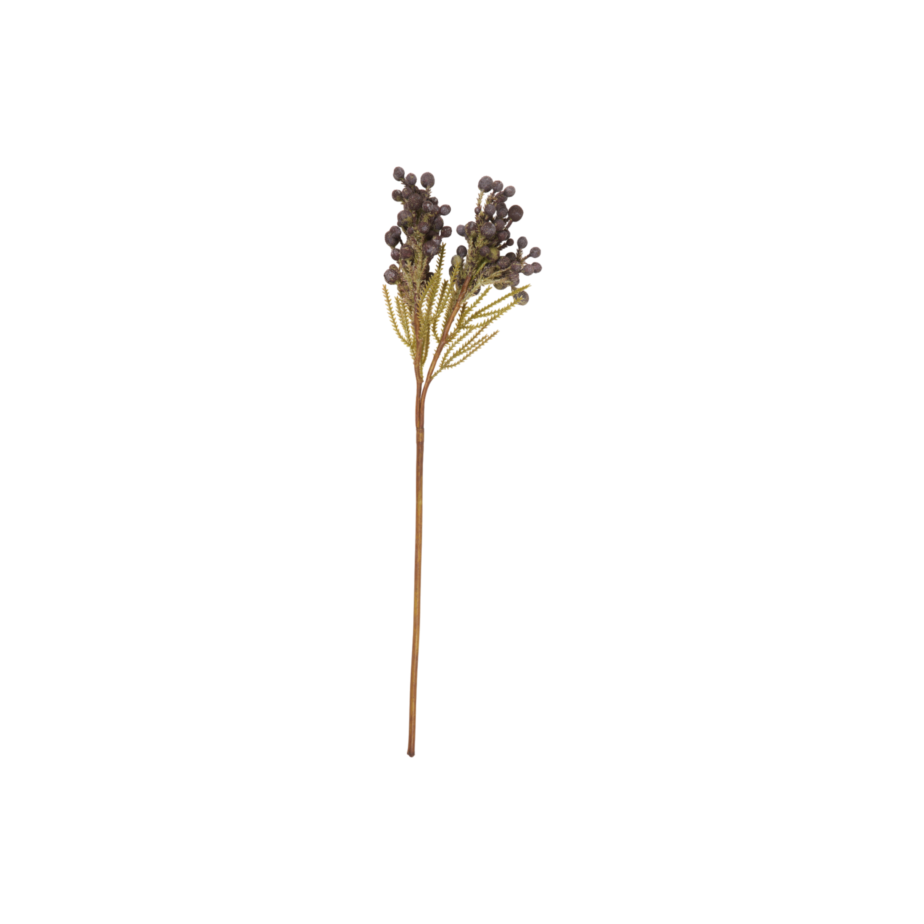 Brunia Berry Stem