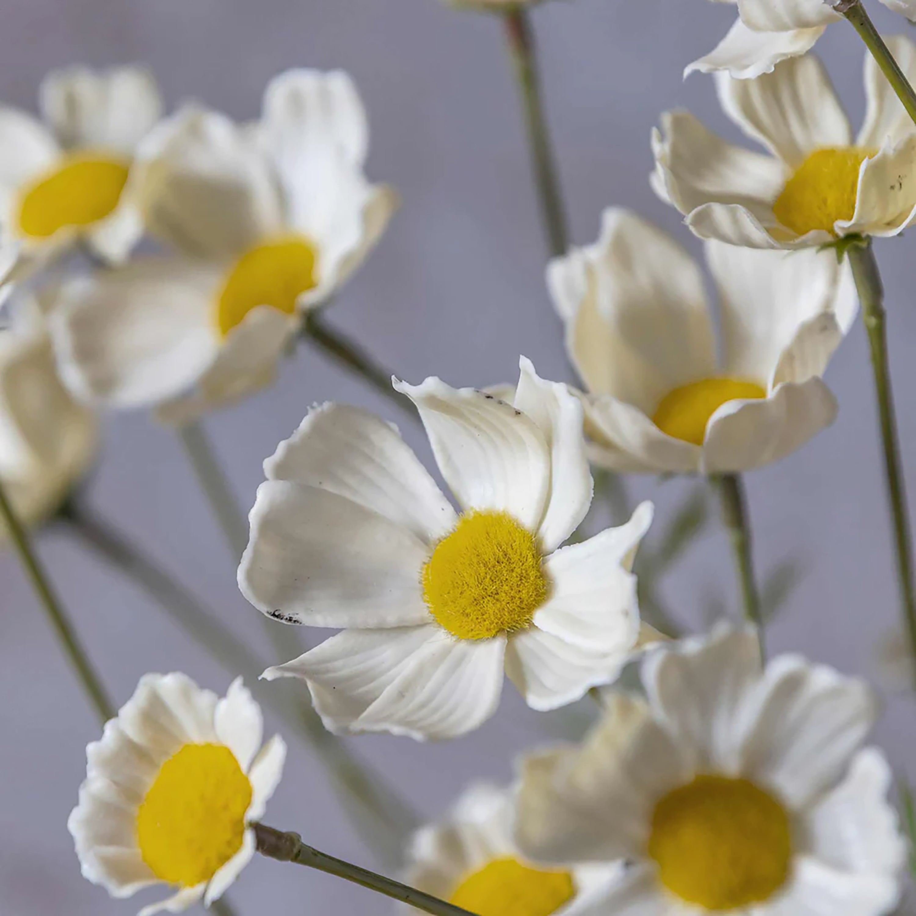 Real Touch Cosmos Meadow