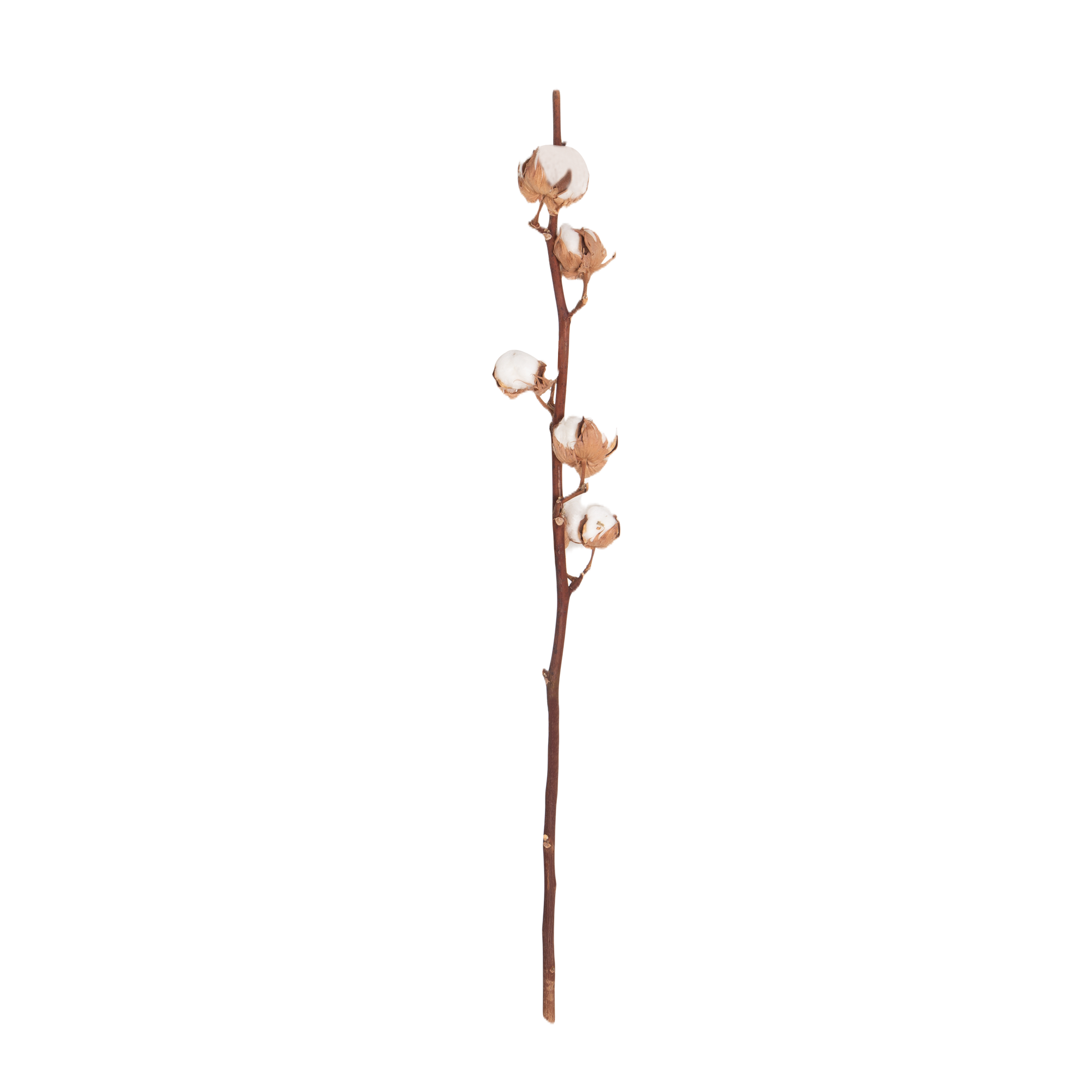 Marrying thoughtfully selected preserved botanicals with harvested branches, Elte's Natural Botanicals are professionally preserved to the highest quality.