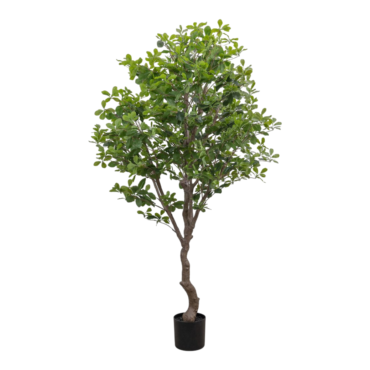 6' Aralia Tree