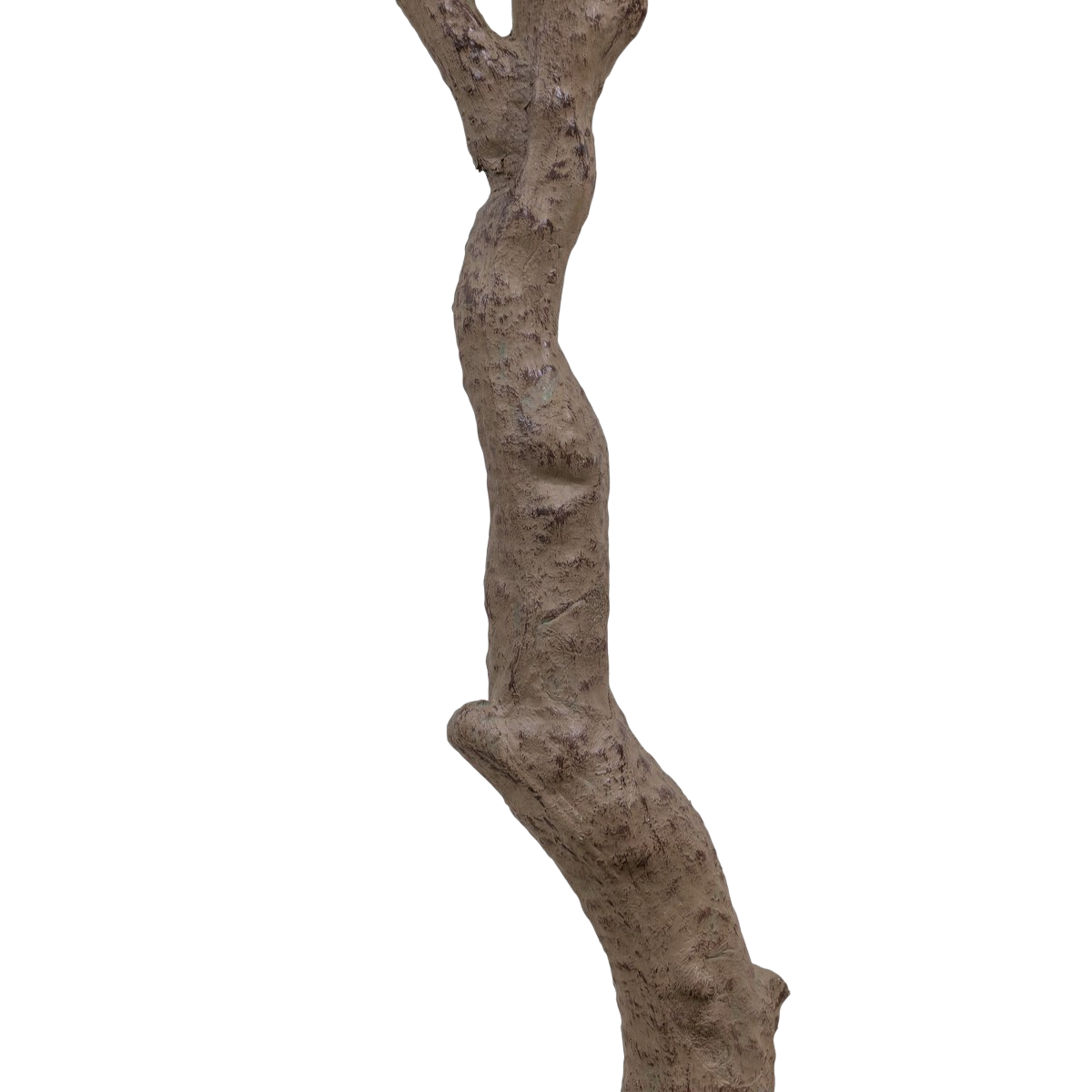 6' Aralia Tree