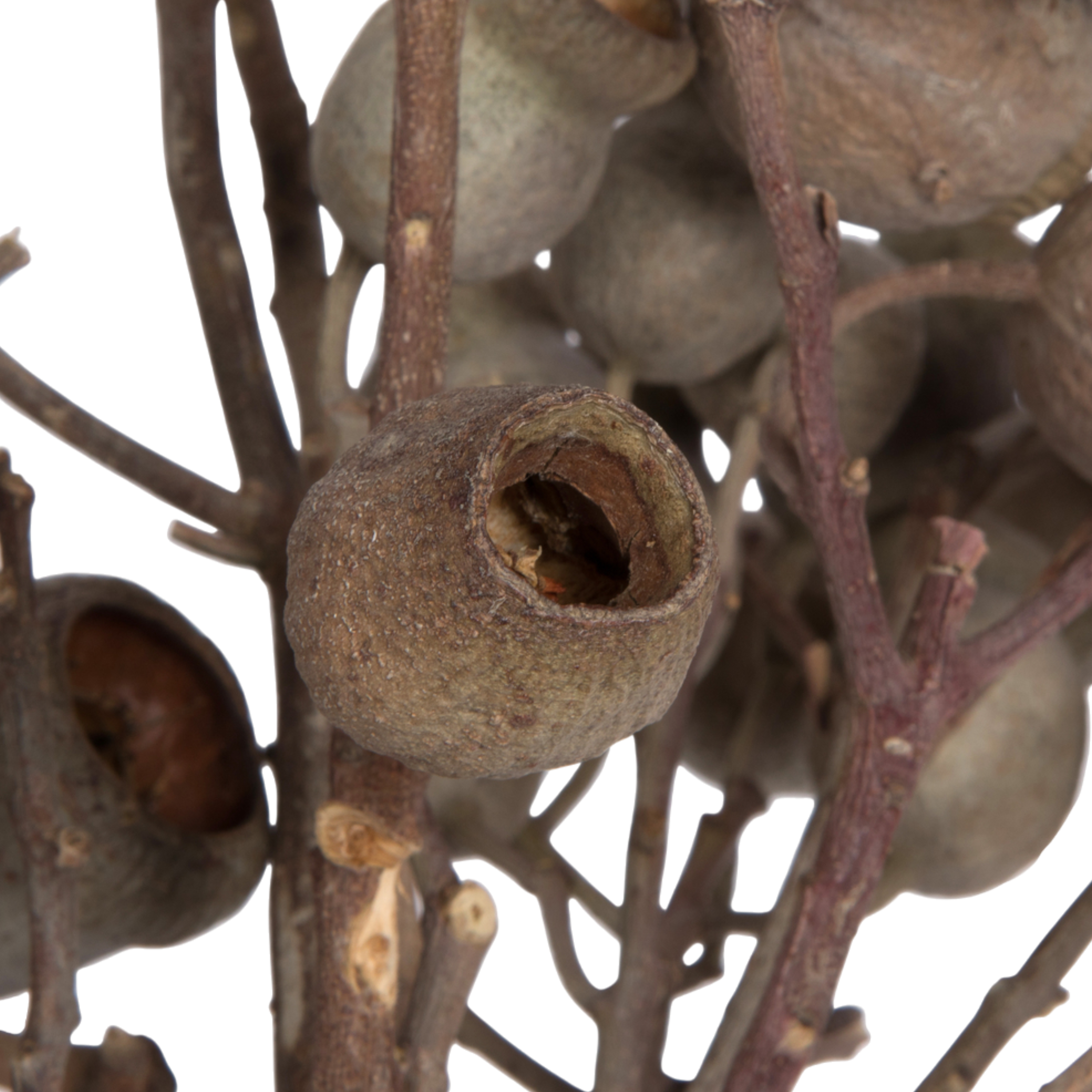 Natural Bellgum Branch Bundle
