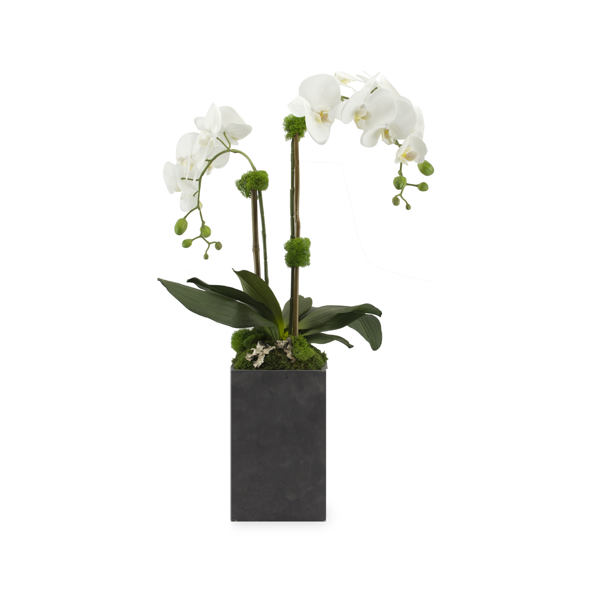 Two stems of white phalaenopsis orchid flowers with sanseveria, succulents, moss and river rocks in a grey ceramic rectangular pot.