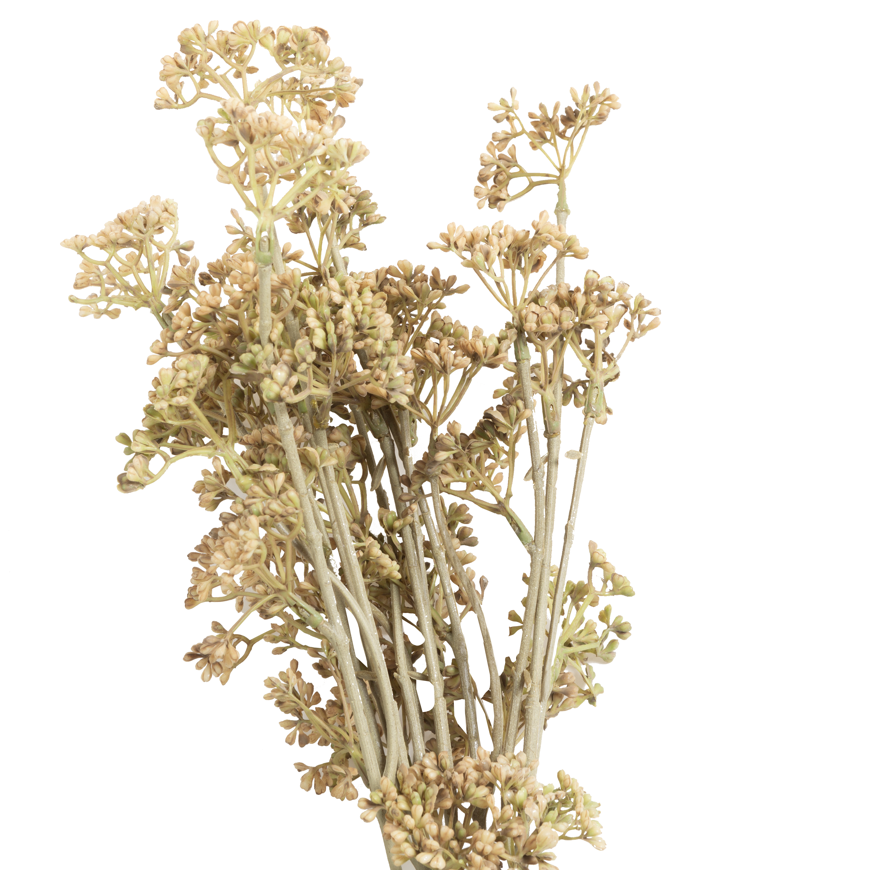Meadow Sedge Stem