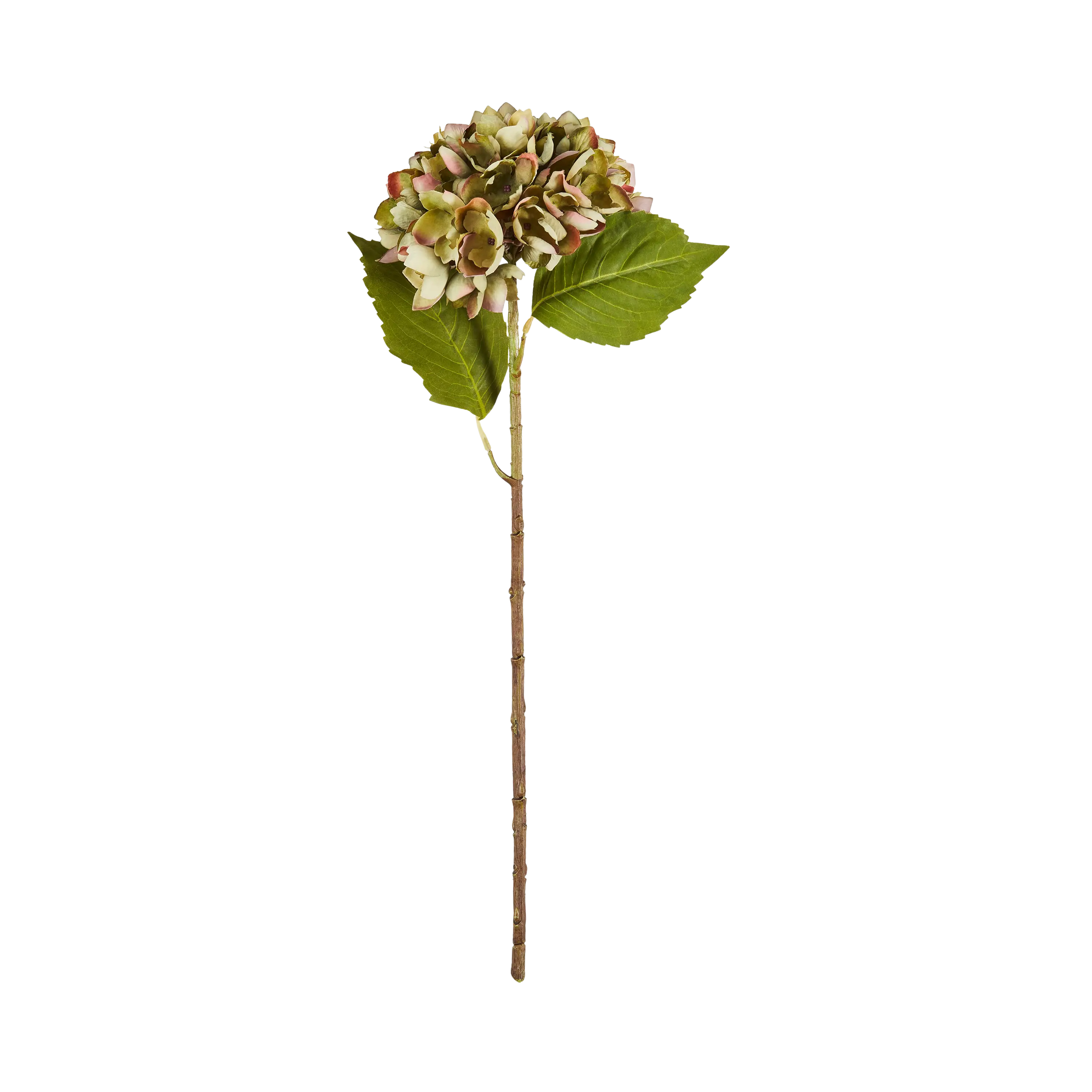 Chloris Hydrangea Stem