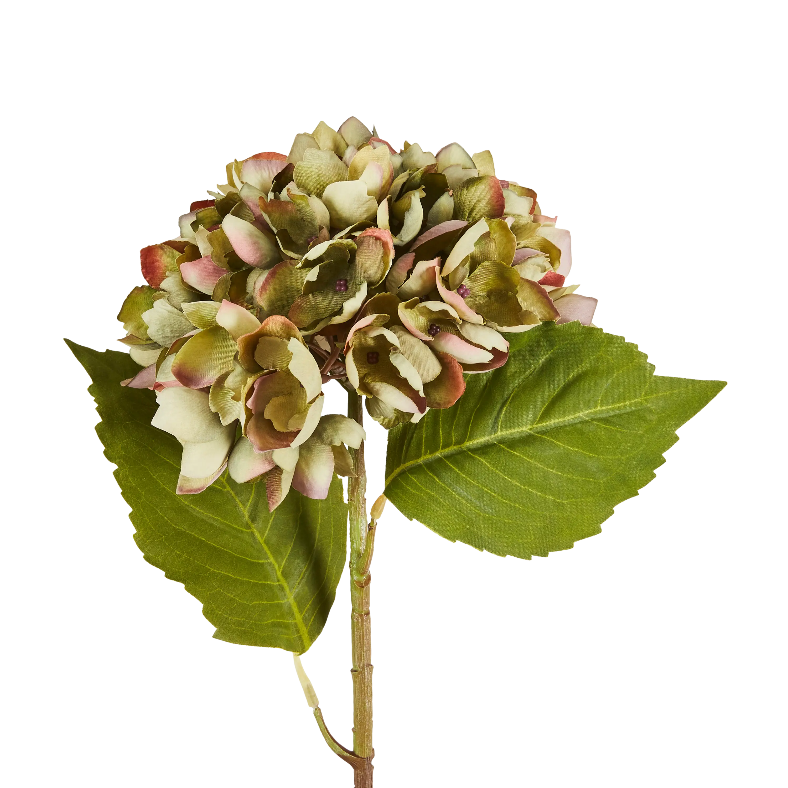 Chloris Hydrangea Stem