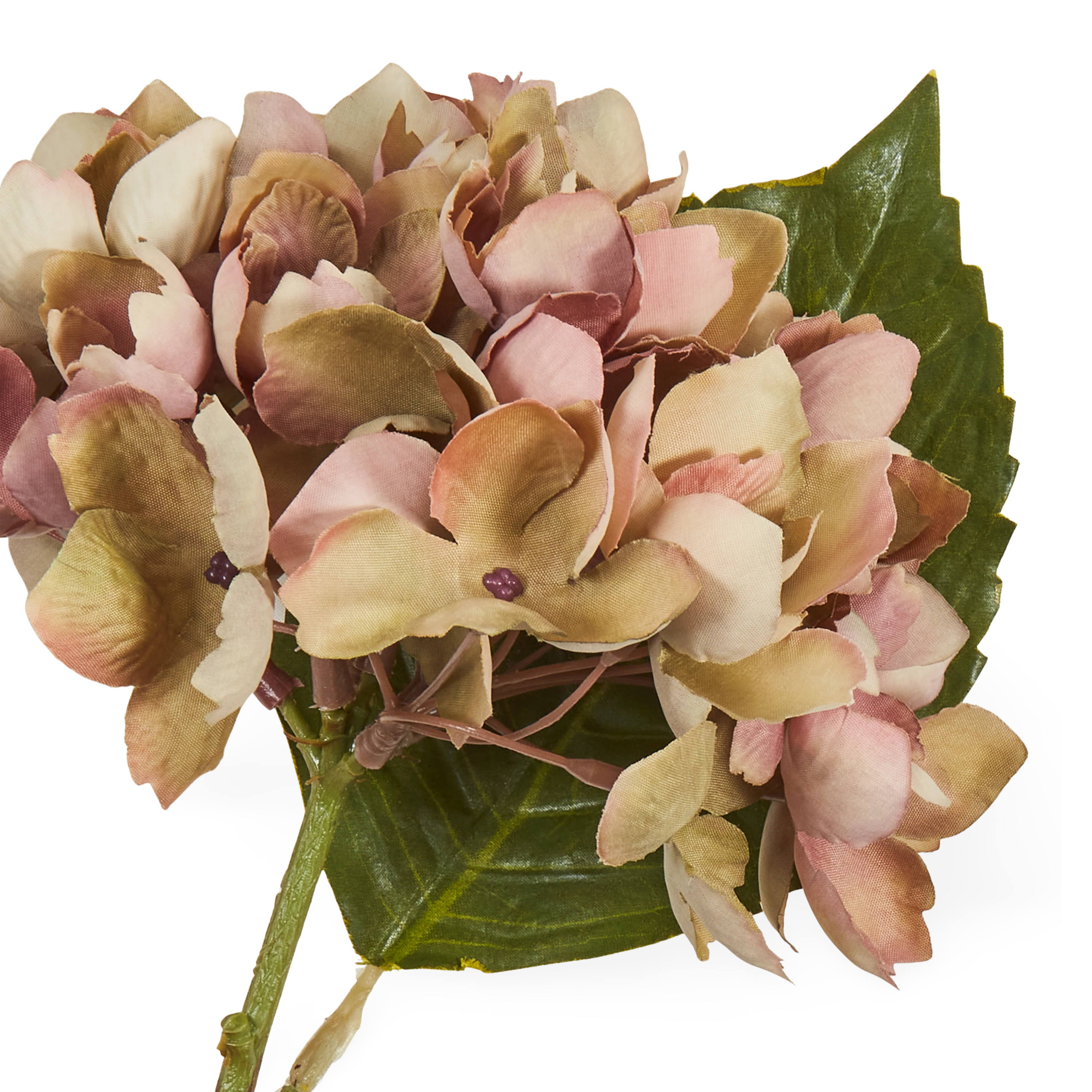 Hydrangea Stem