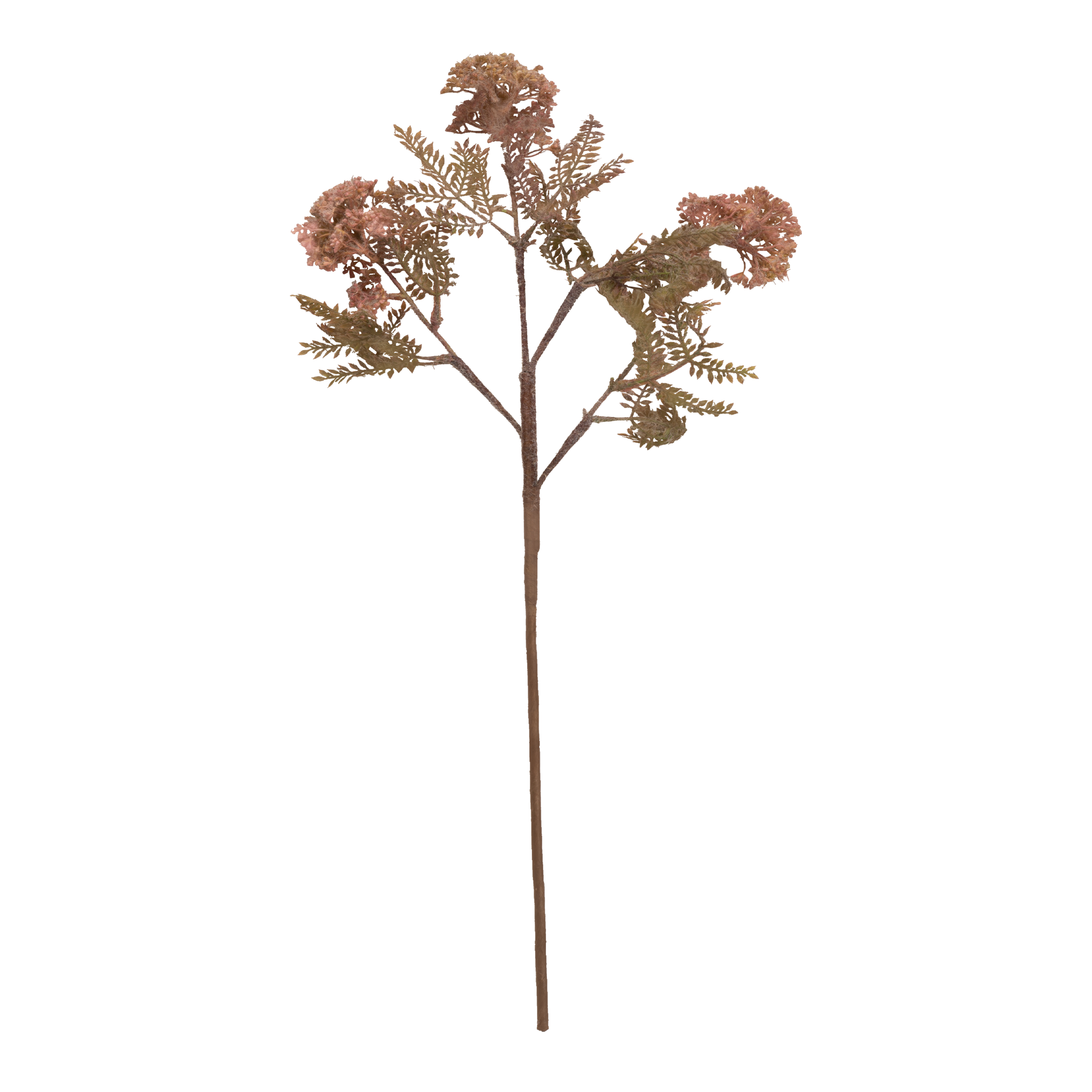 Hemlock Stem