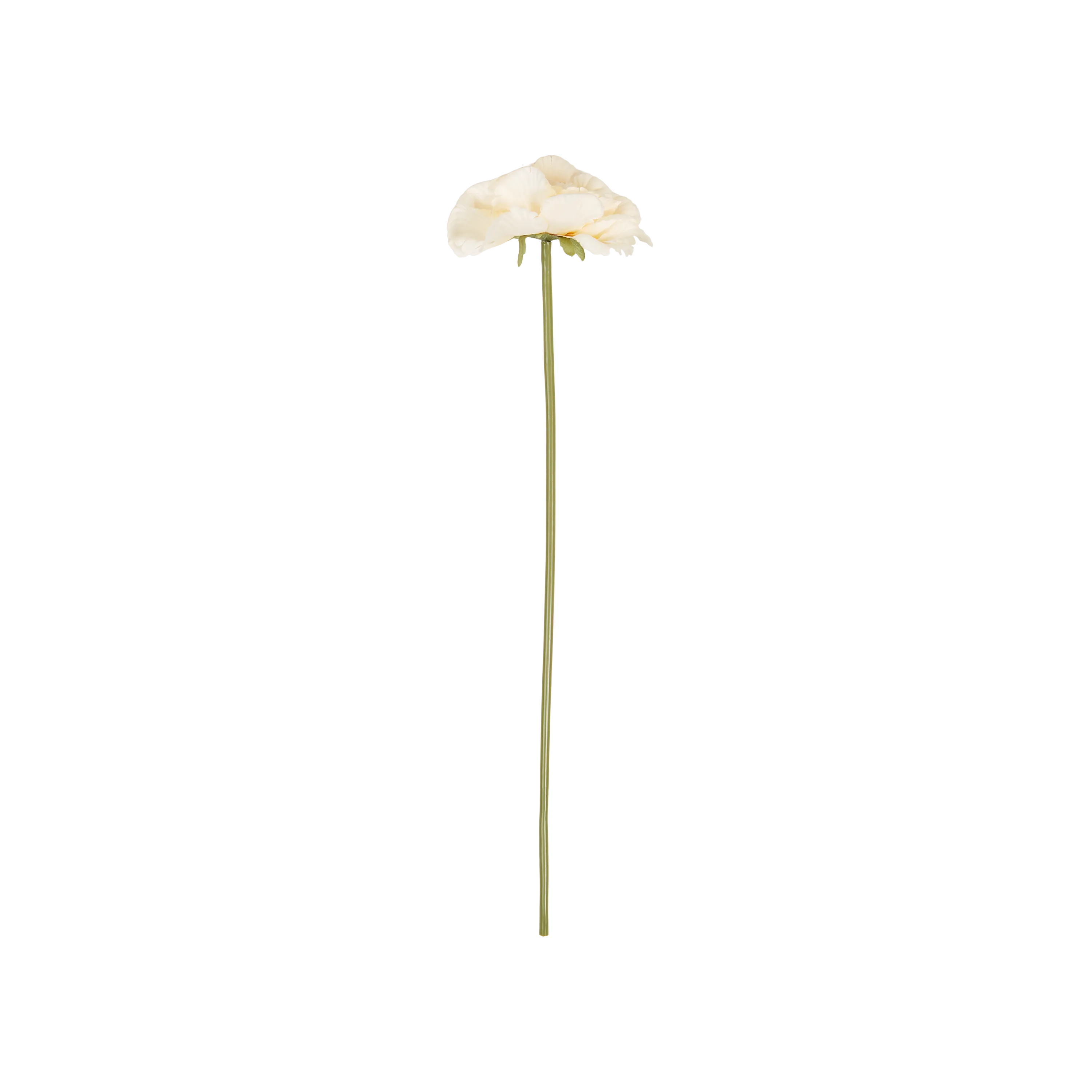 Peony Garden Stem