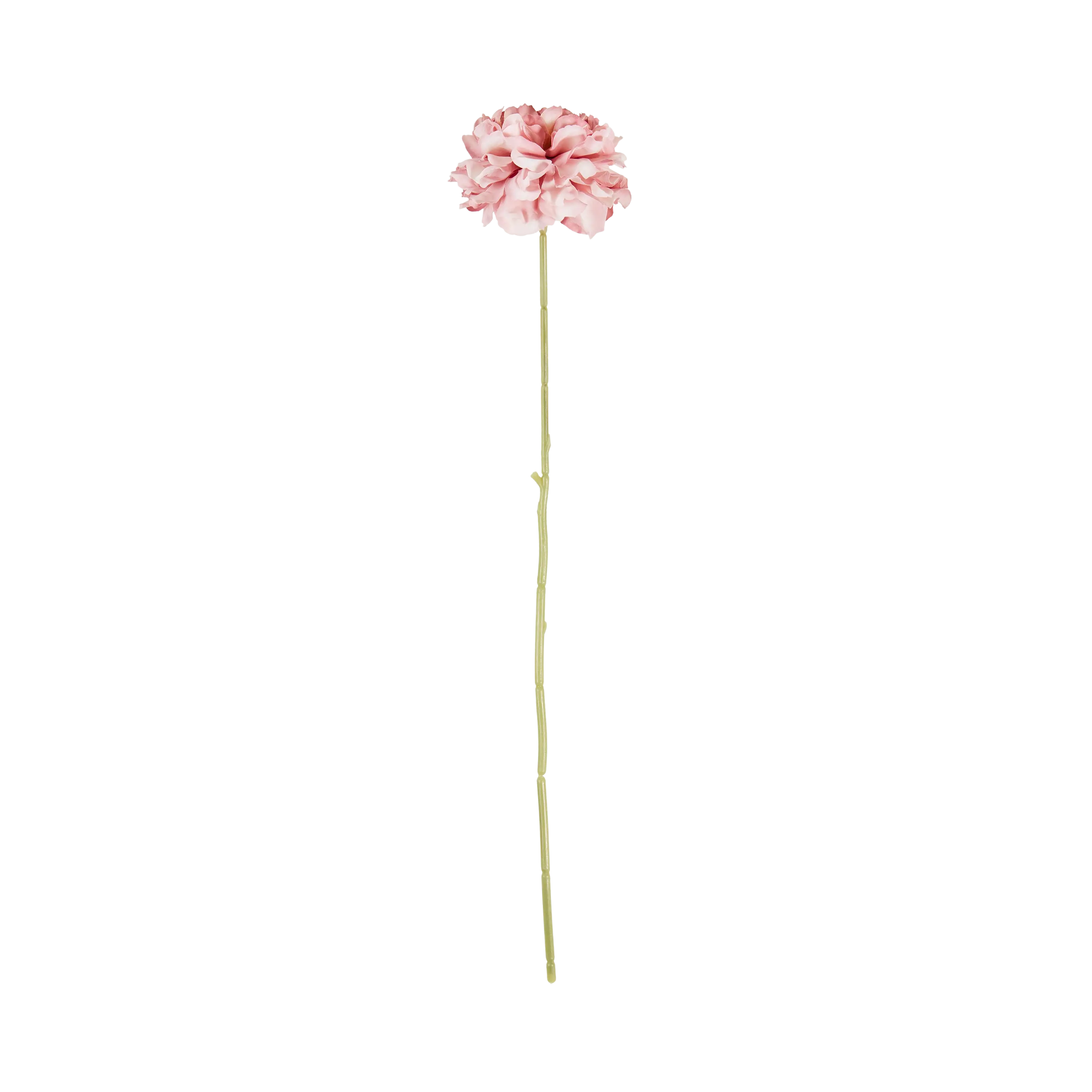 Carnation Stem