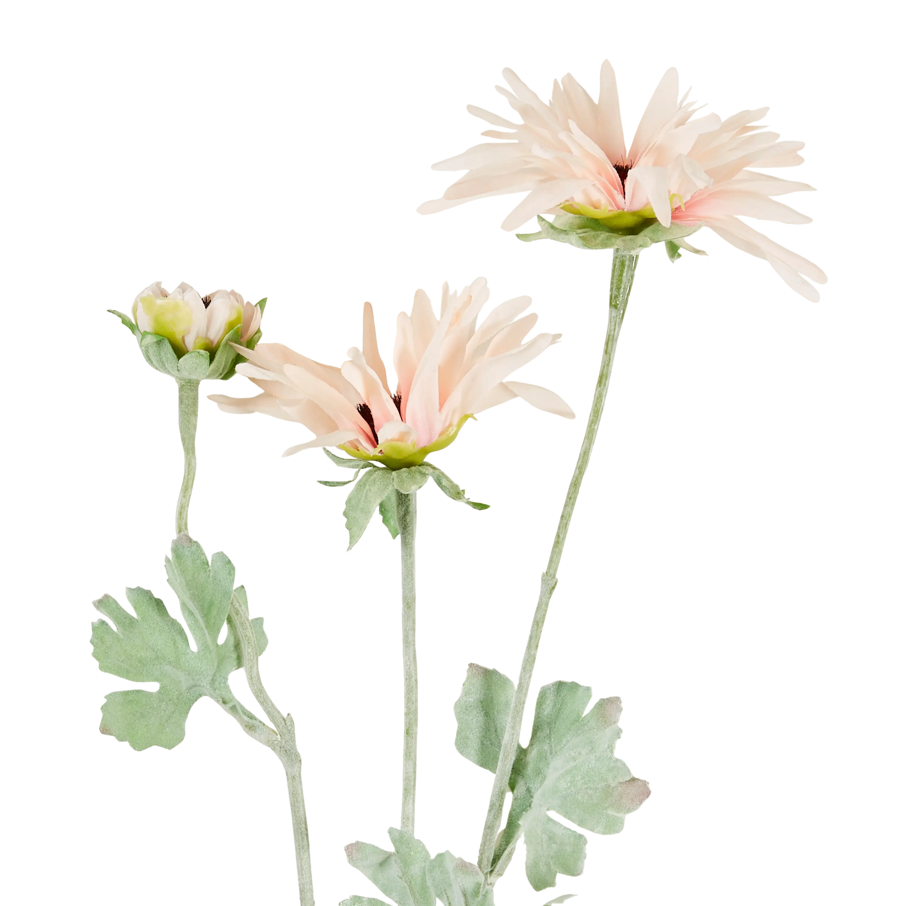 Chrysanthemum Stem