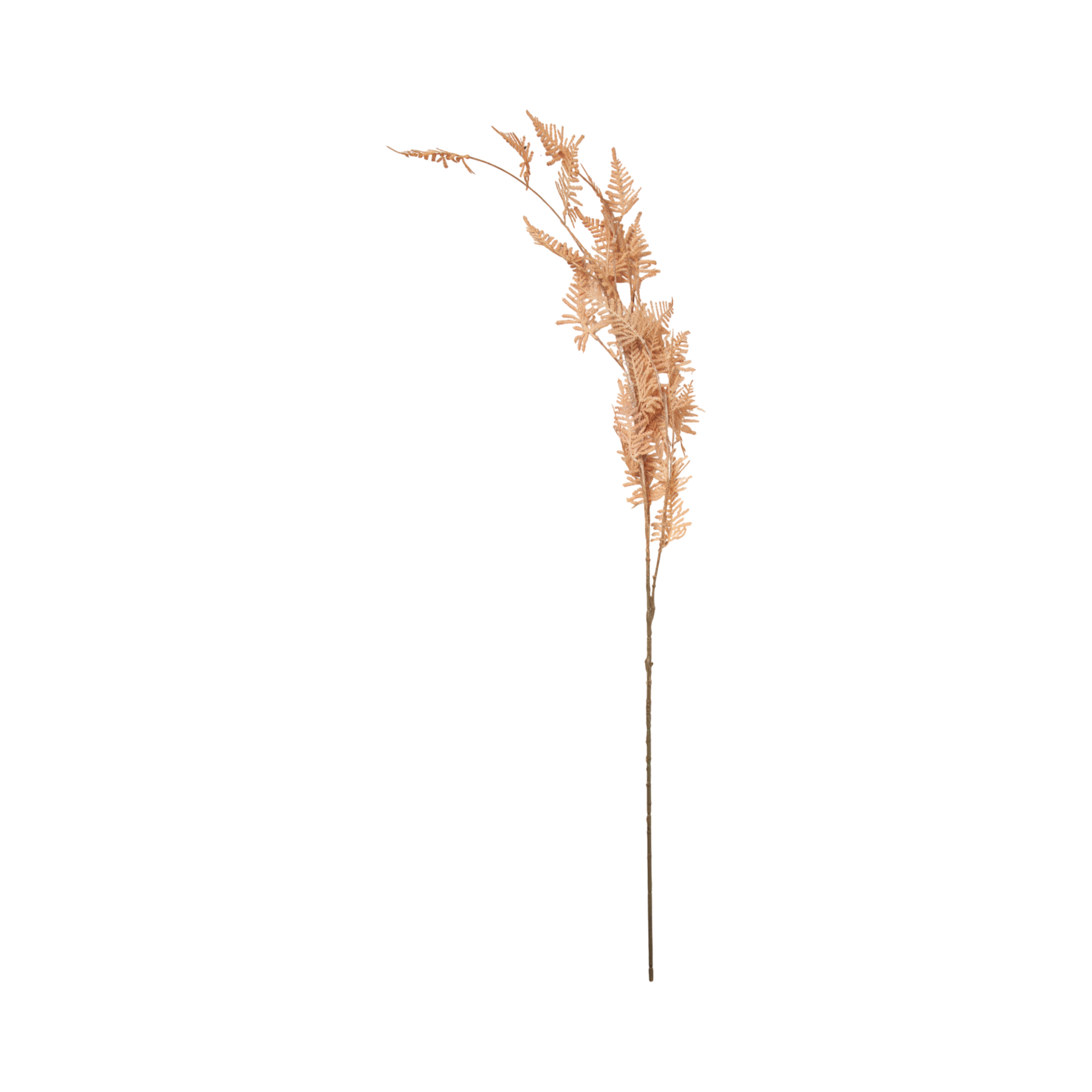 Woodland Fern