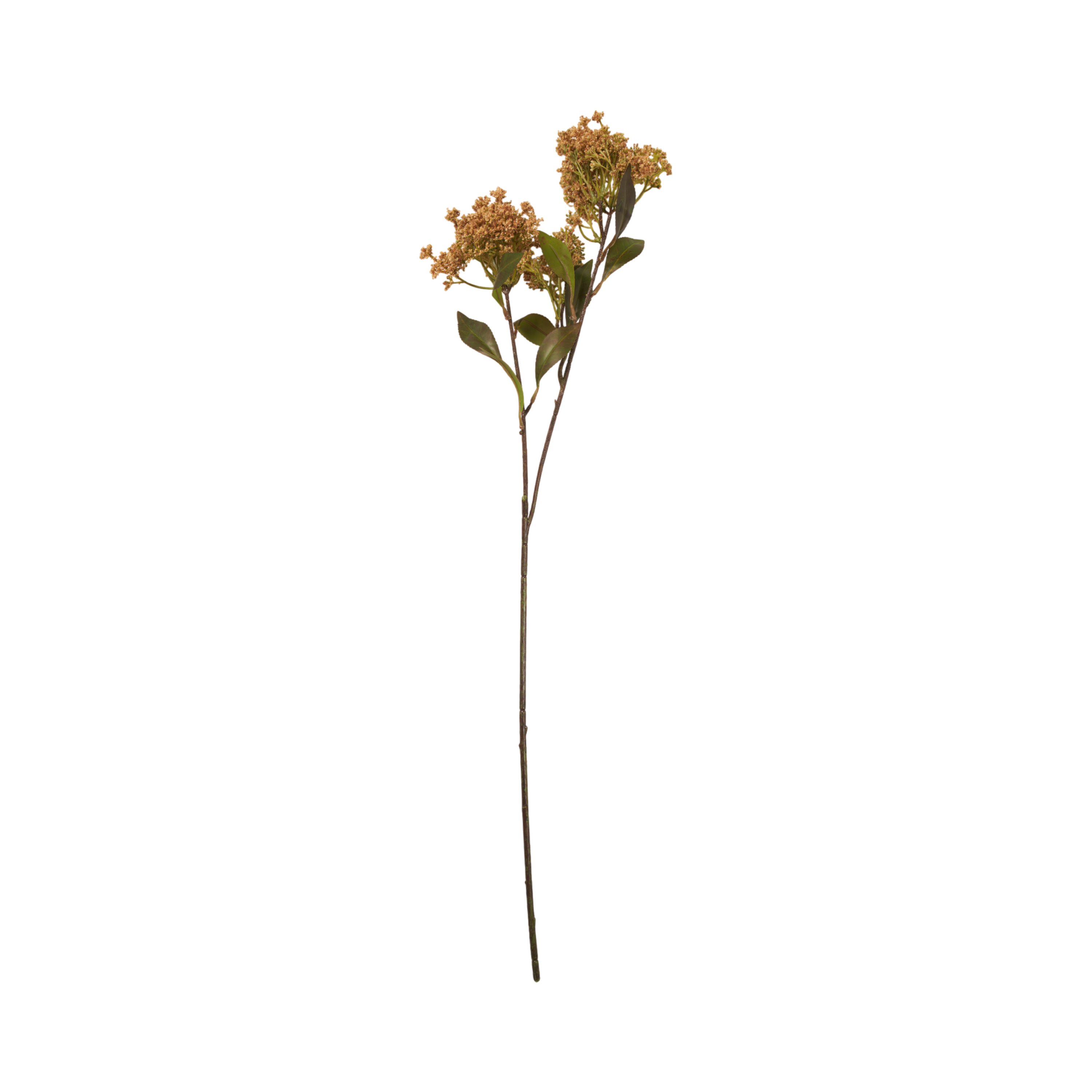 Natural Butterfly Bush