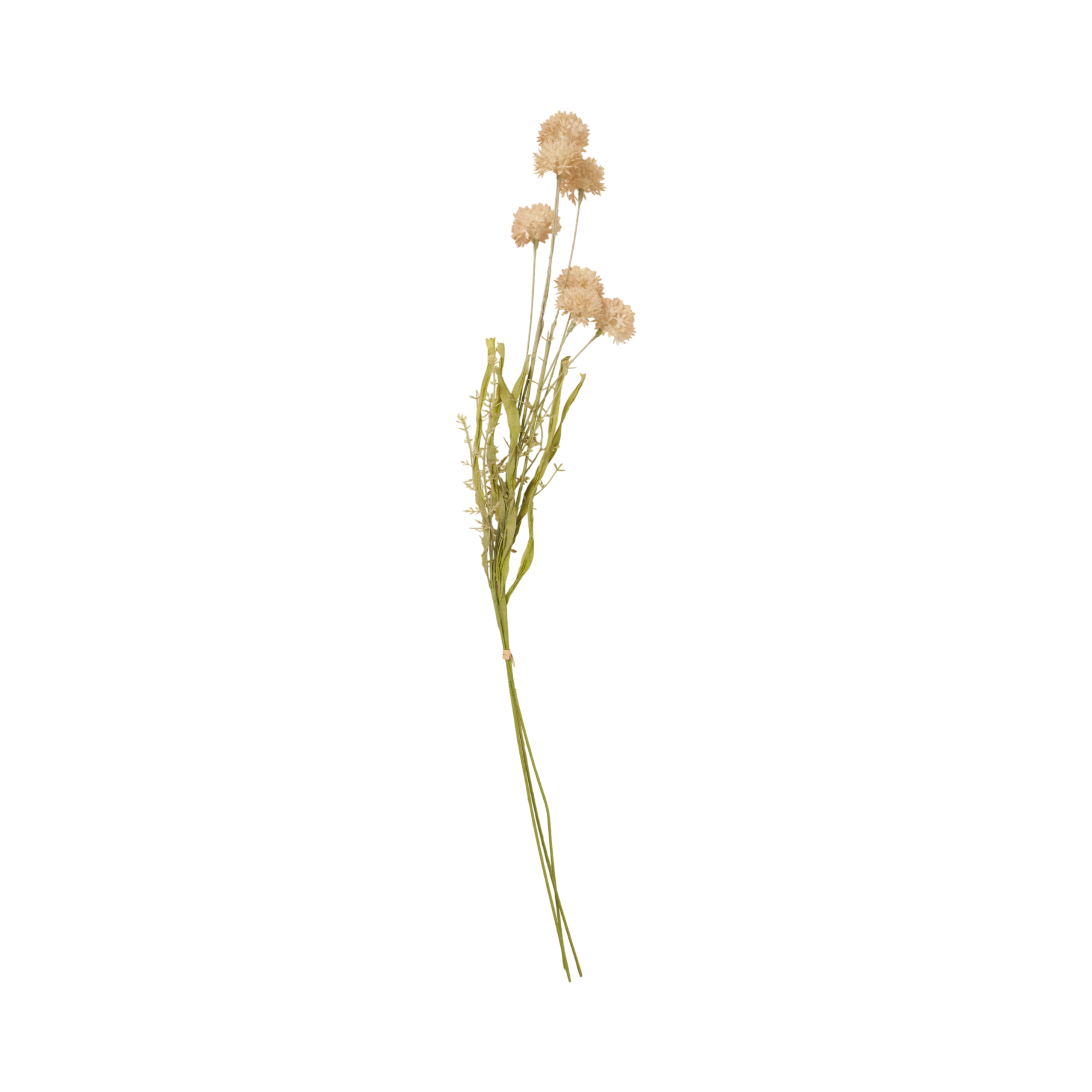 Cream Melaleuca Stem