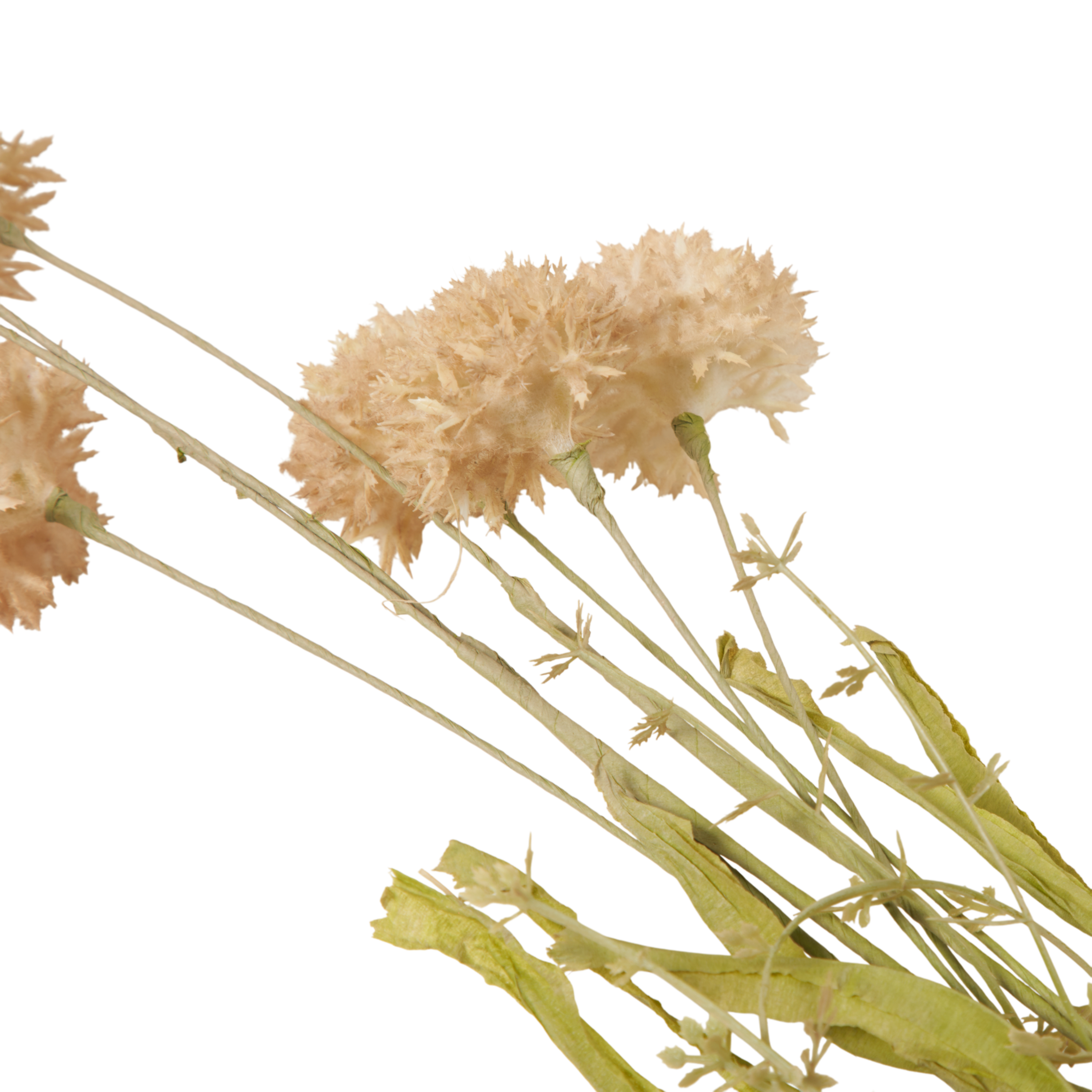 Cream Melaleuca Stem