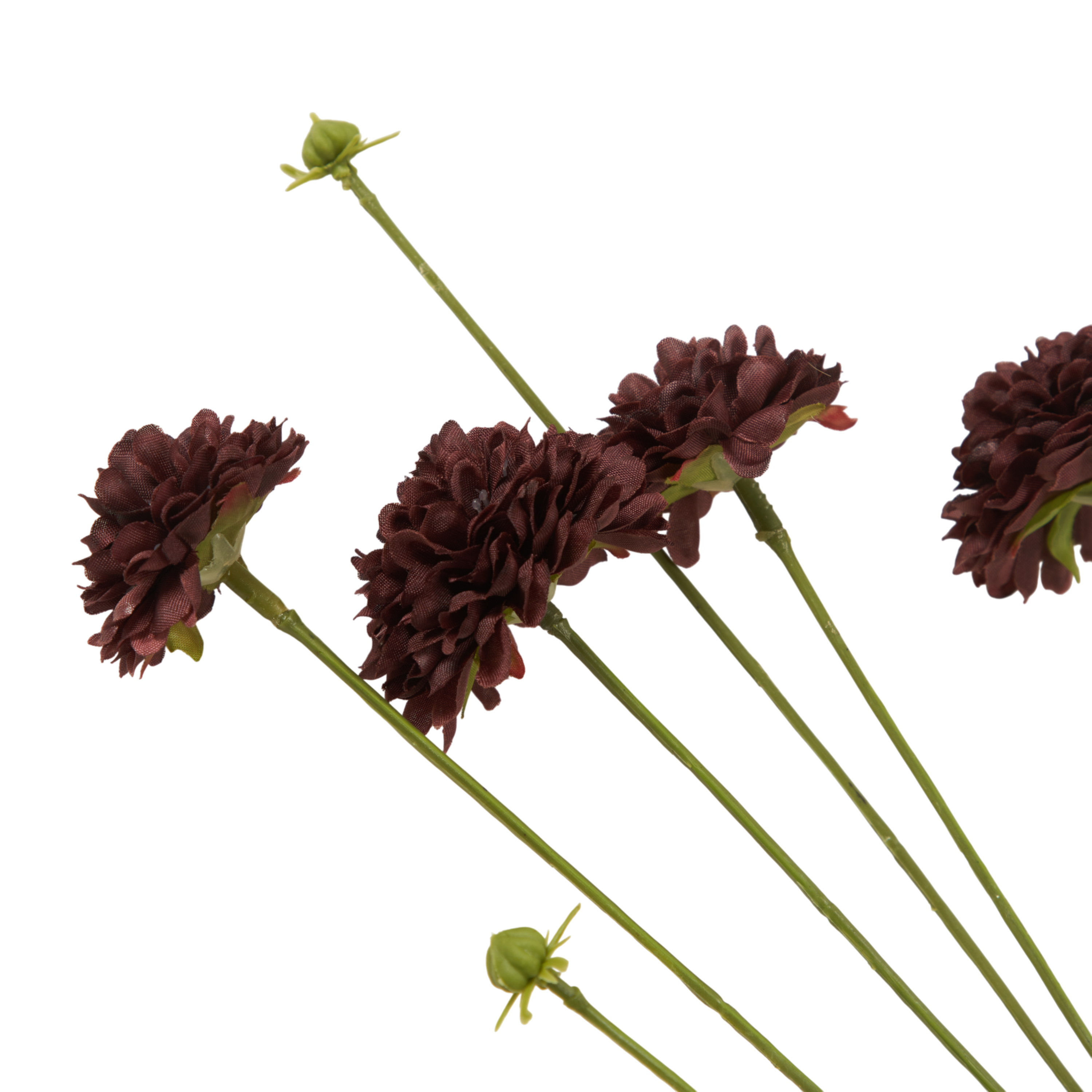 Clove Stem
