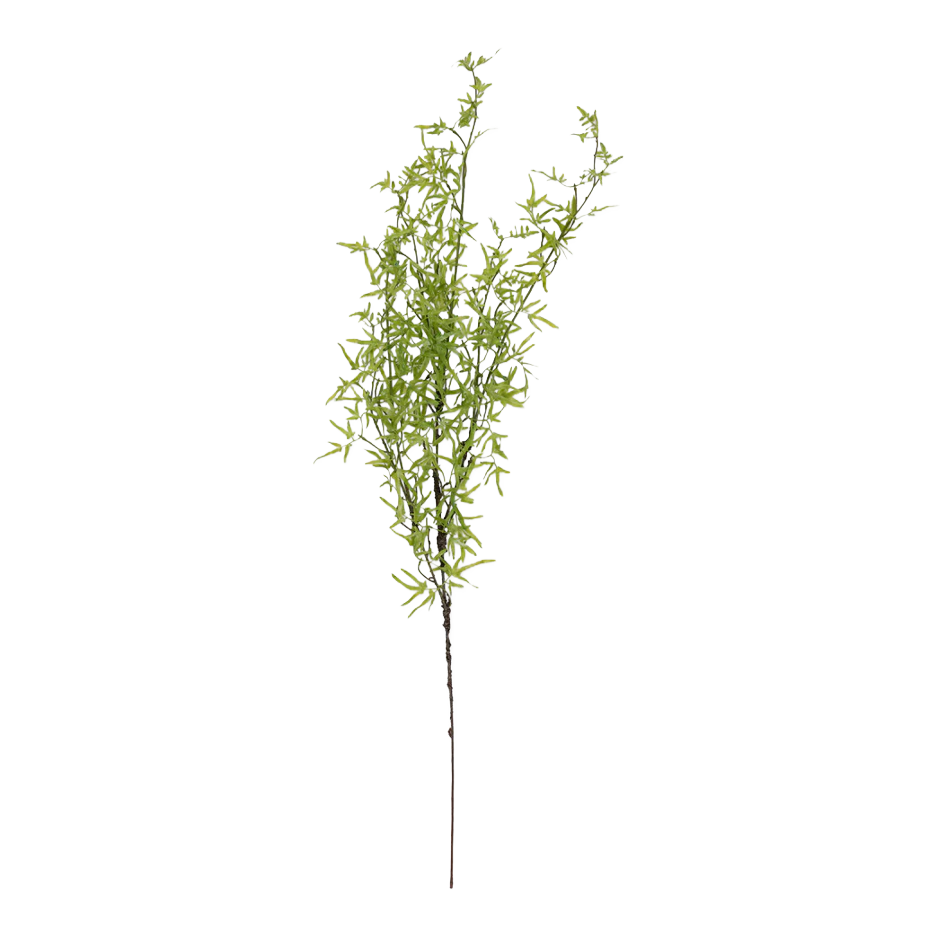 Fern Branch Stem