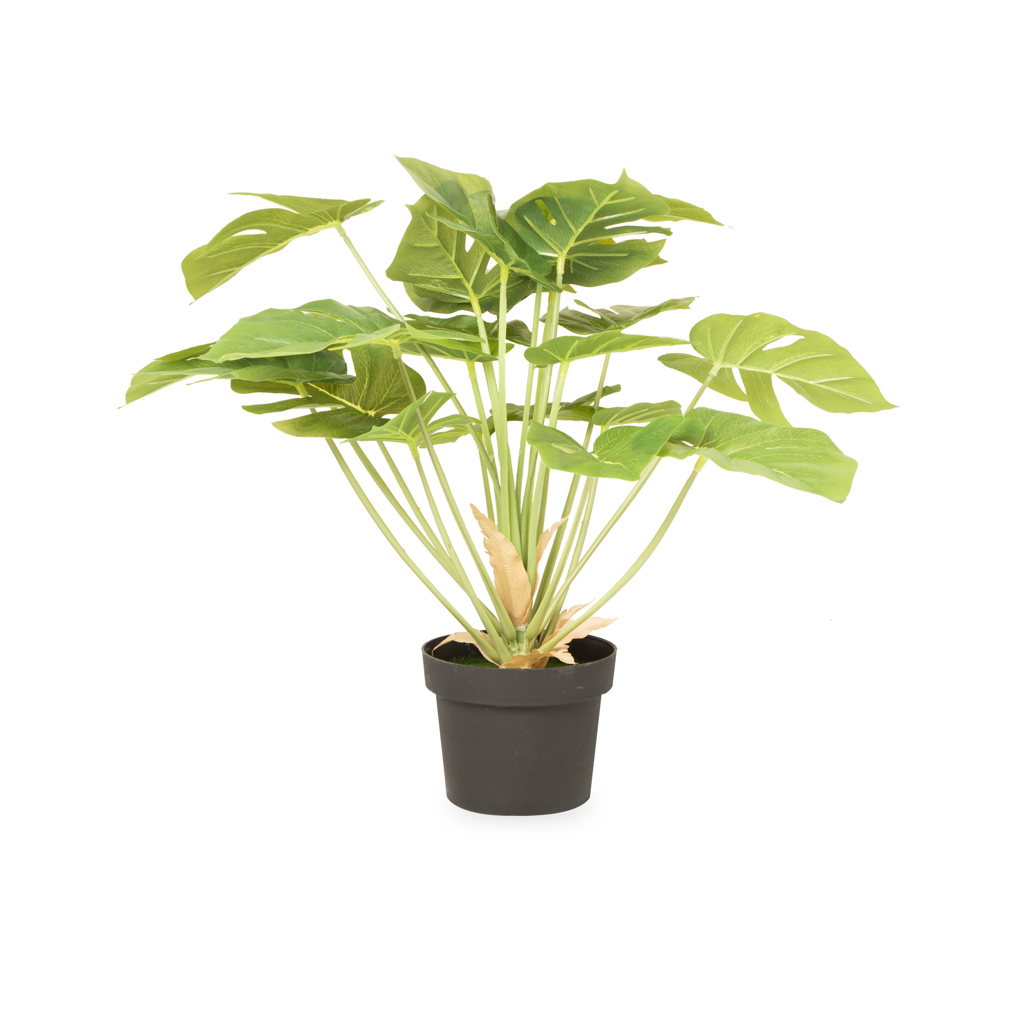 This artifical Monstera plant is an ideal house plant, with its lush green color and large glossy leaves.