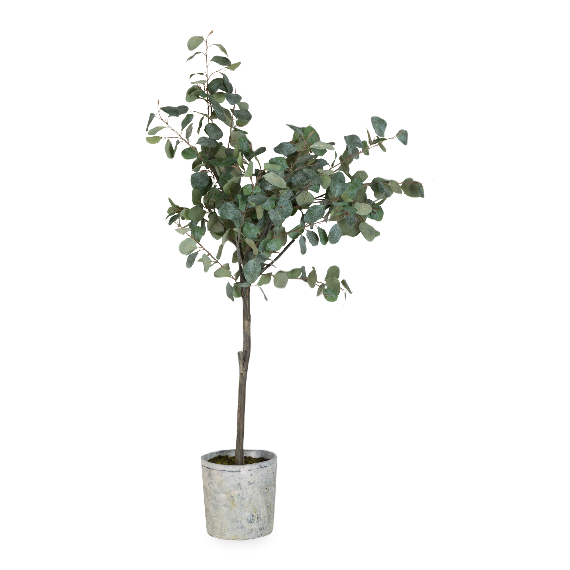 Bringing a natural organic feel to any room, this welcoming Eucalyptus Tree stands 5 feet tall with its cement pot.
