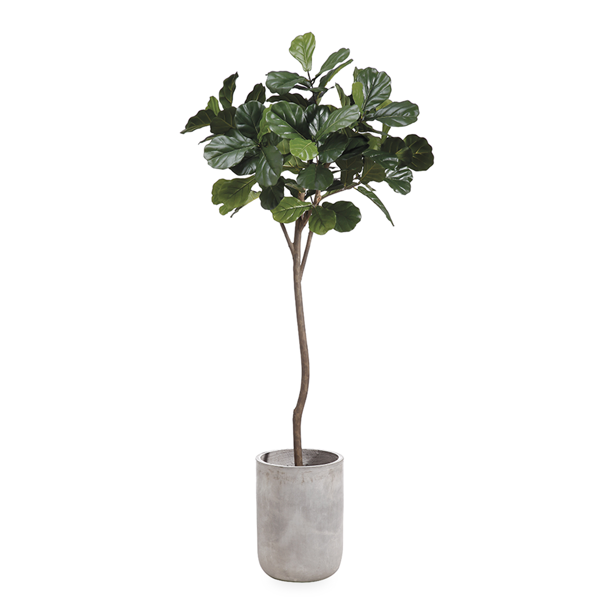 This 7-foot Fiddle Leaf Tree sits atop a fiber cement planter.