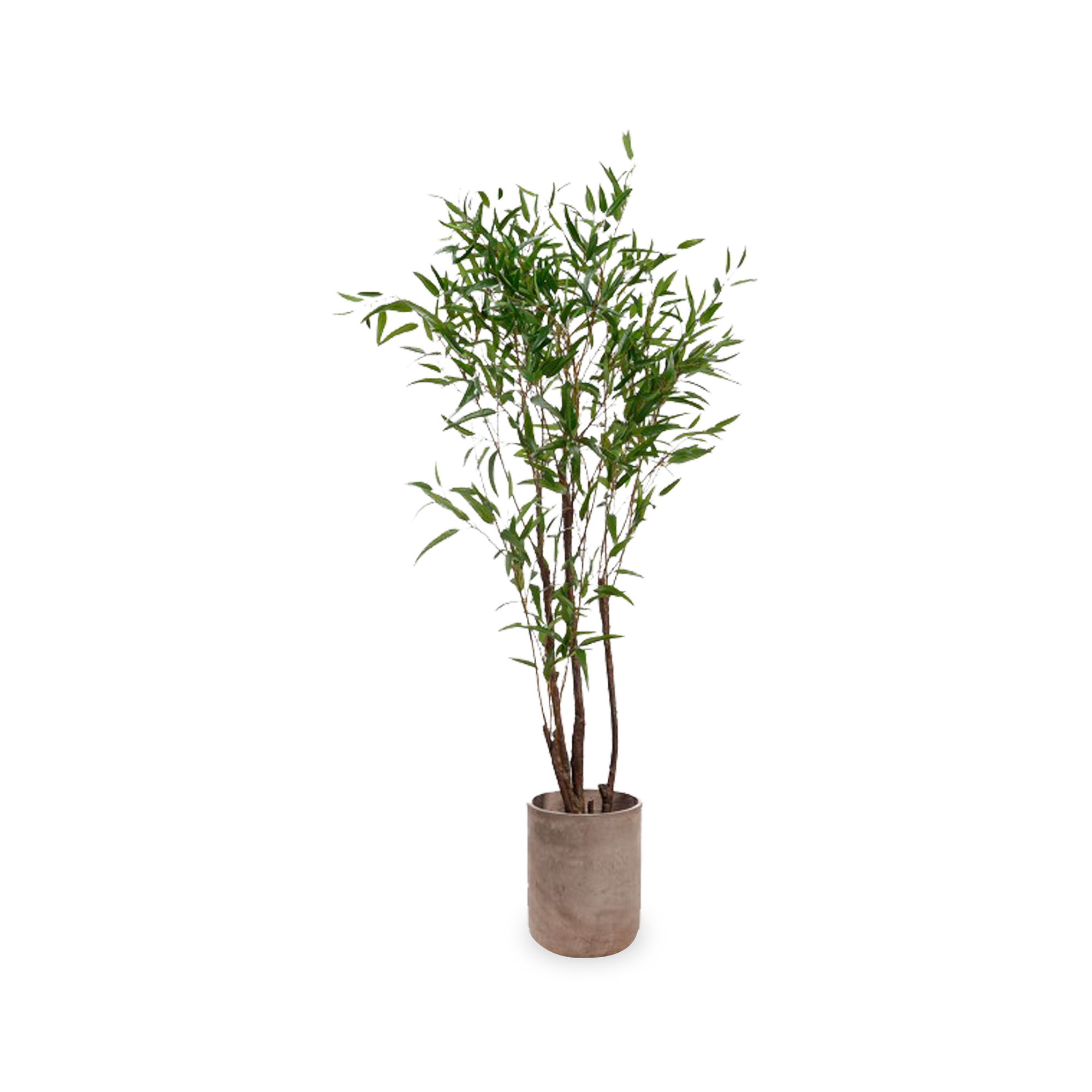 This stunning Bamboo Tree sits at 8'ft and is an elegant addition to any living space.